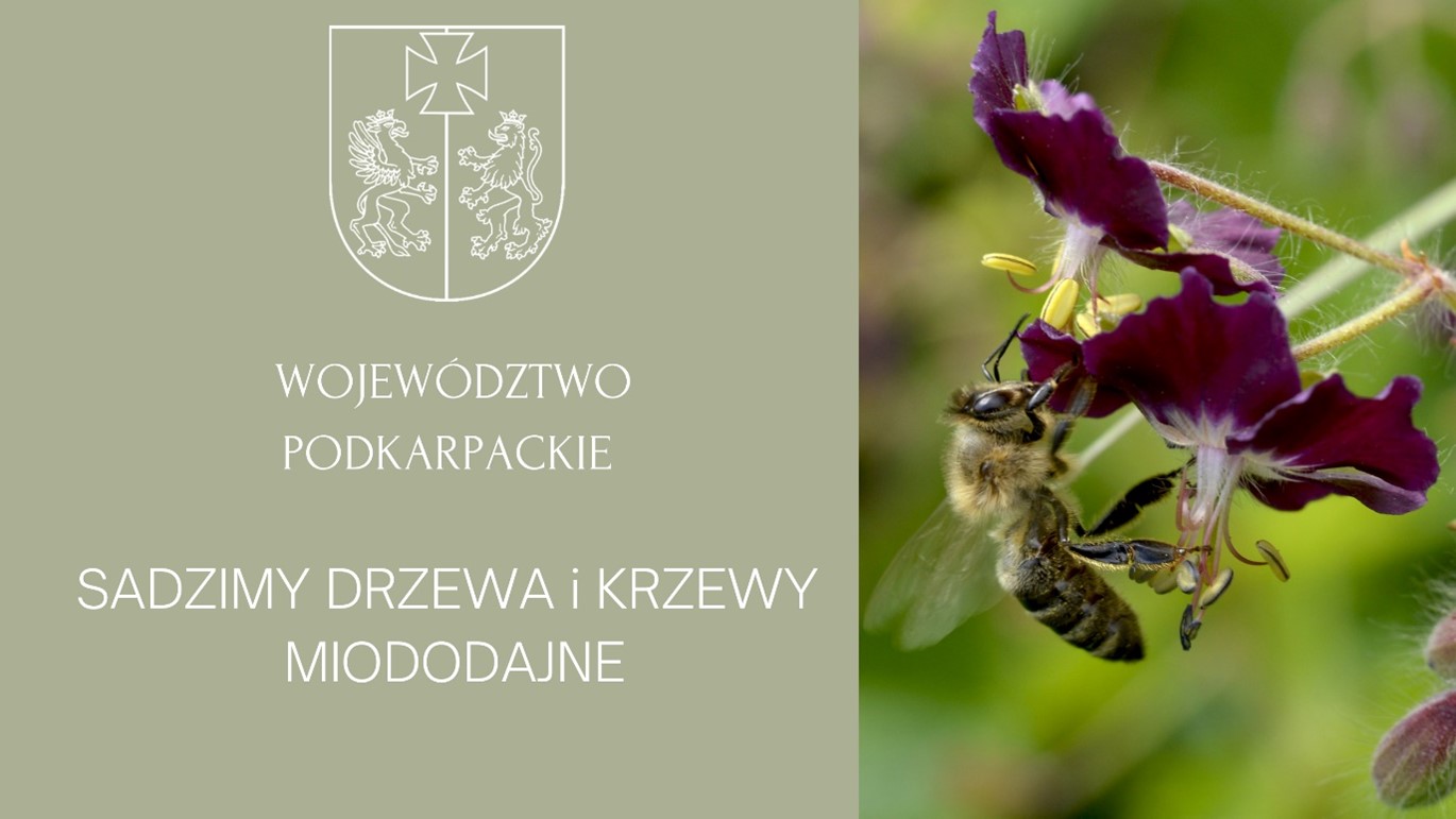 Nowe drzewa i krzewy wzbogacą florę Podkarpacia